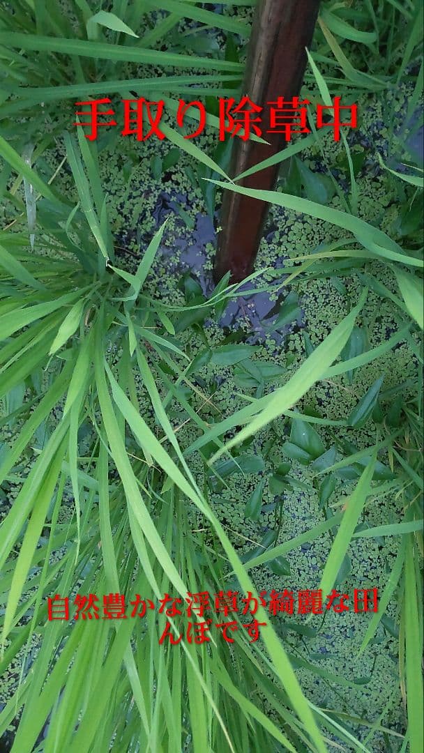 神経と免疫を大切にする農家 ７年産コシヒカリ 発芽用玄米10kg化学農薬不使用