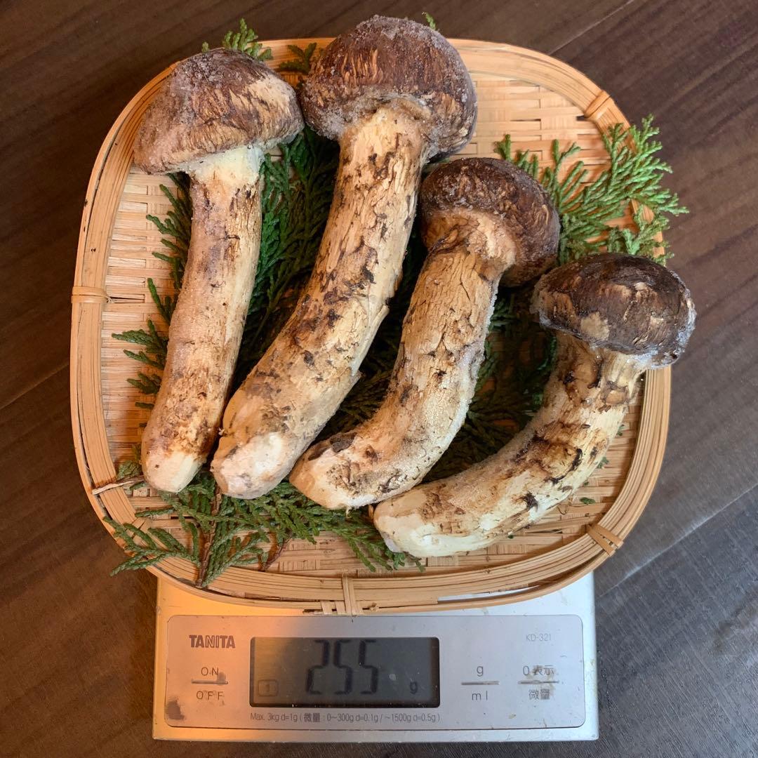 ①【岩手県産天然松茸】冷凍松茸　国産本場　つぼみ開き　255g
