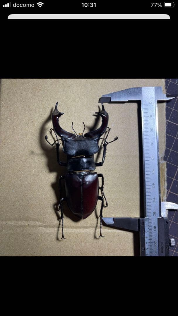 ヨーロッパミヤマクワガタ♂特大標本