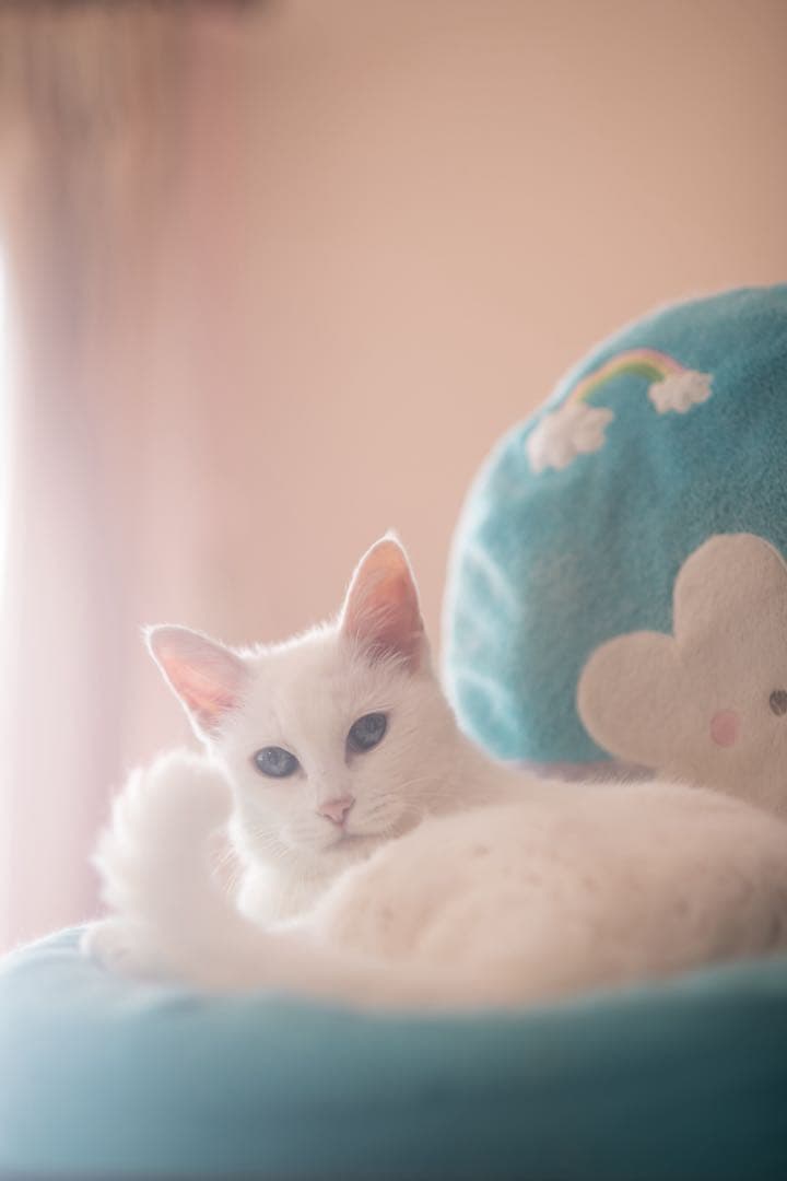 Nikon AF NIKKOR 85mm f/1.8 レンズ