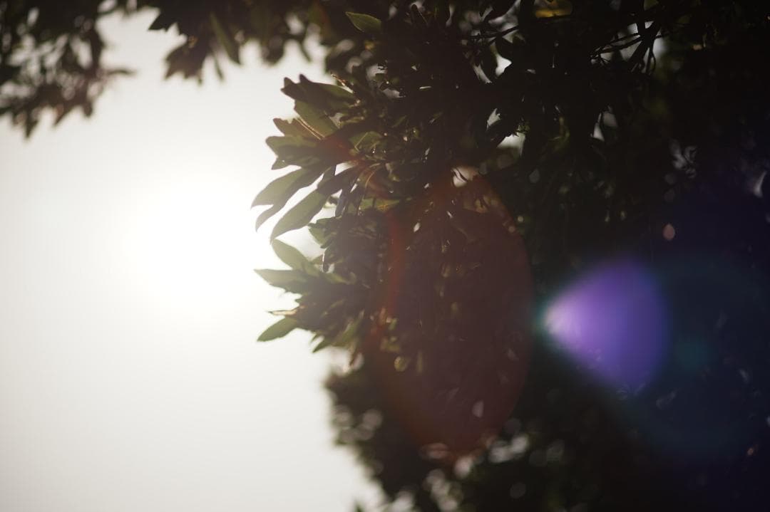 【神レンズ】オリンパス Zuiko auto macro 90mm F2 791