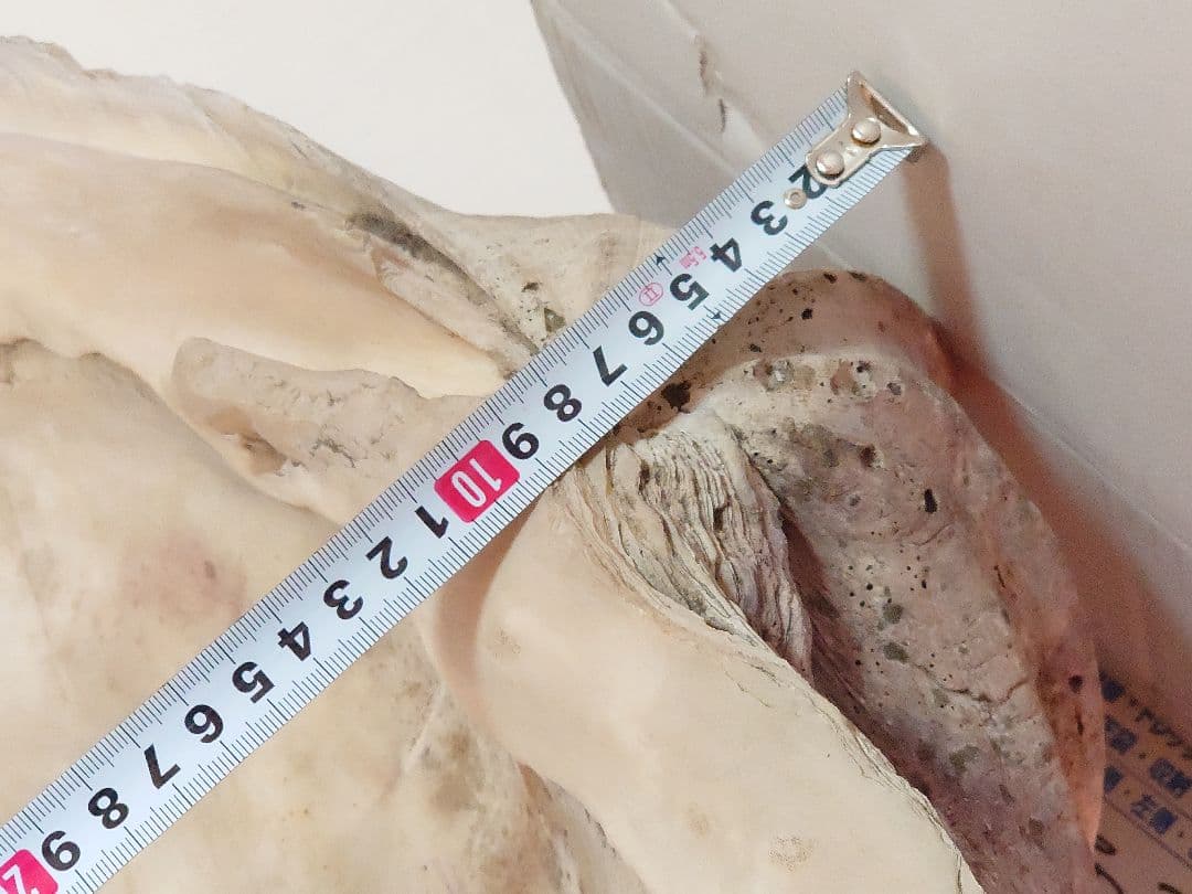 オオシャコガイ シャコ貝 約67×約44×24ｃｍ 約28ｋｇ 希少 天然