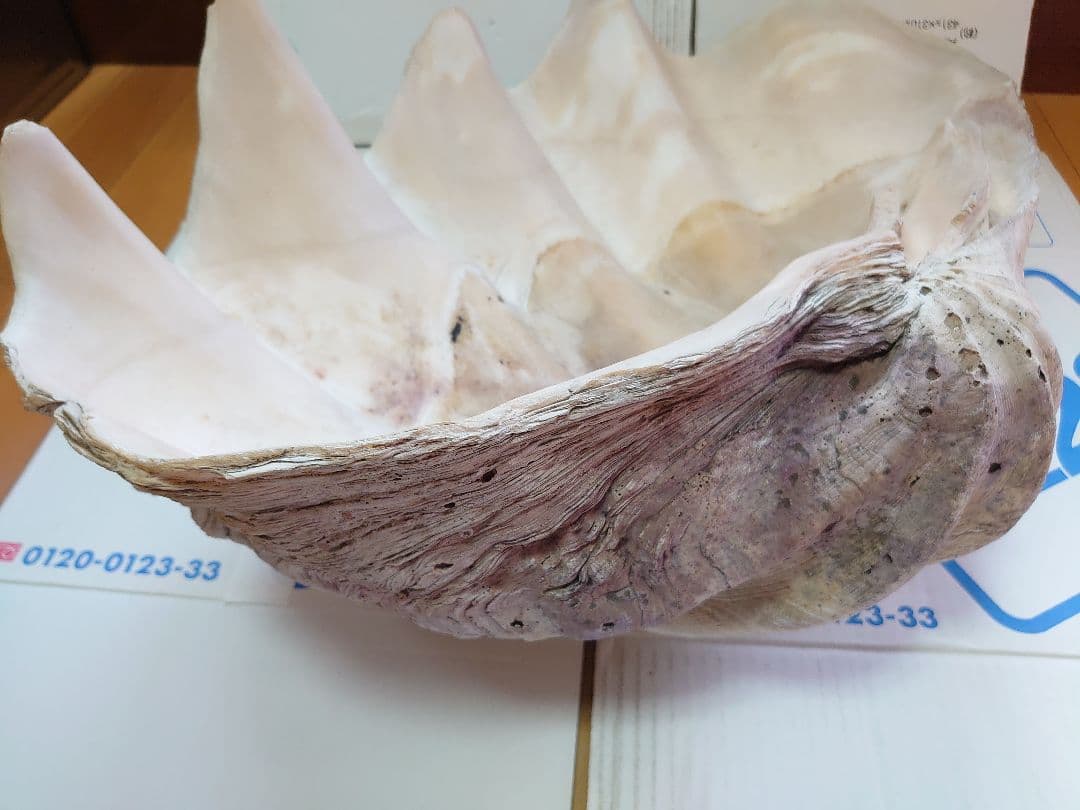 オオシャコガイ シャコ貝 約67×約44×24ｃｍ 約28ｋｇ 希少 天然