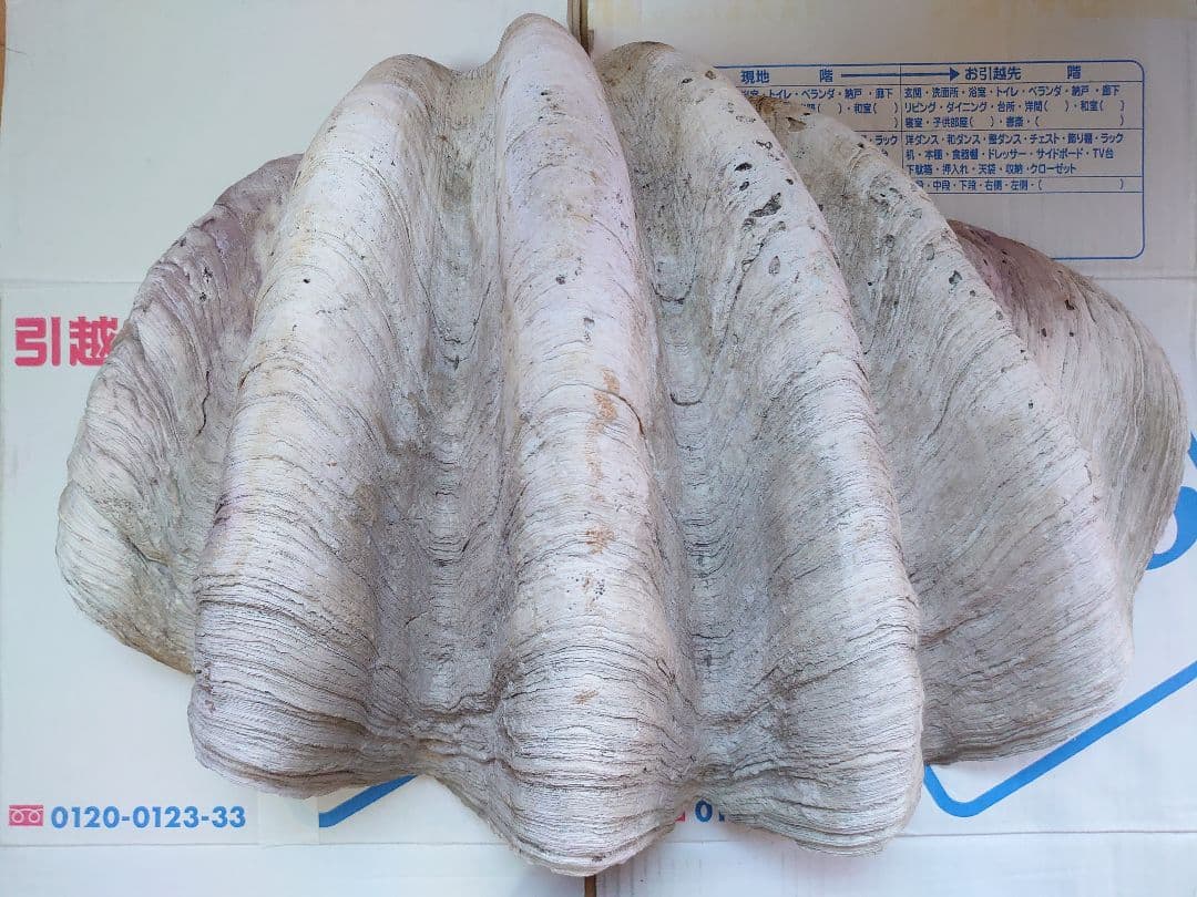 オオシャコガイ シャコ貝 約67×約44×24ｃｍ 約28ｋｇ 希少 天然