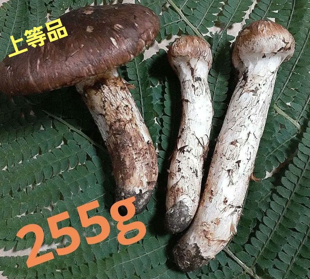 岩手県産松茸　本日採れ　送料込み