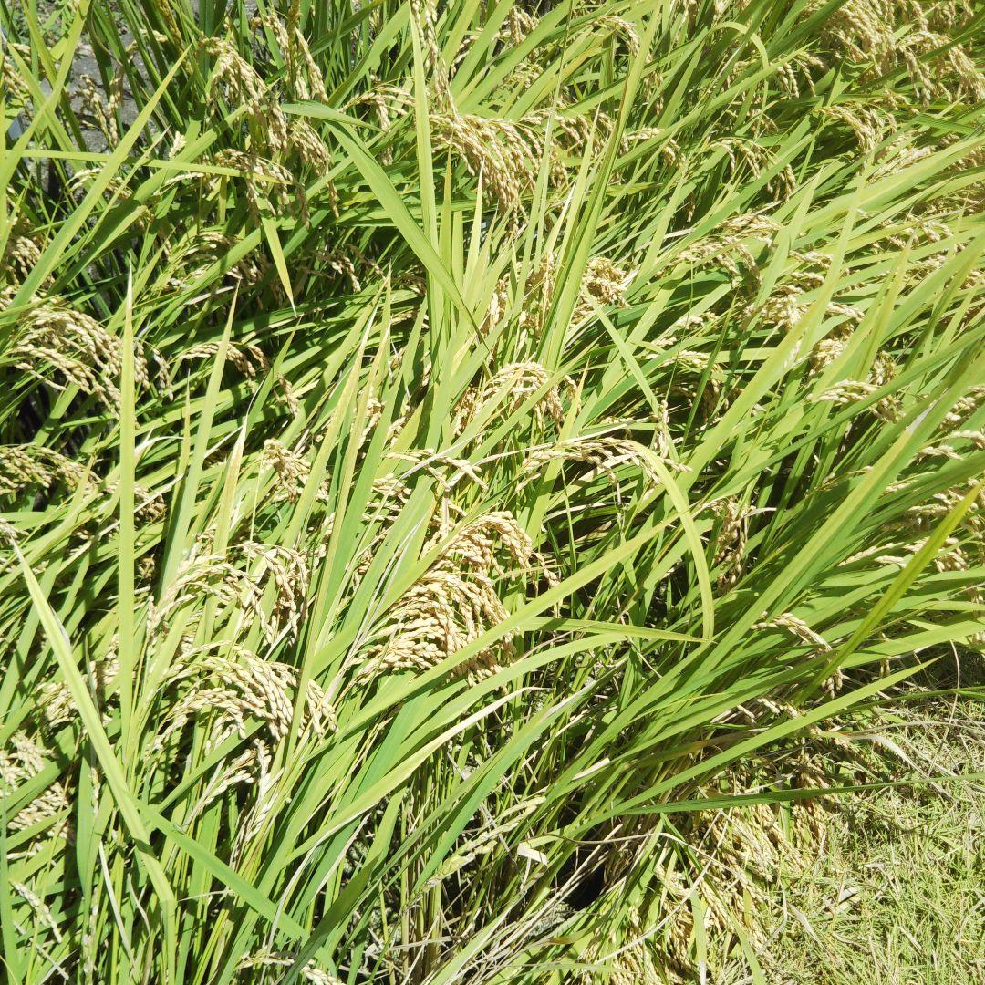 農家直送令和6年産 あきさかり10:キロ