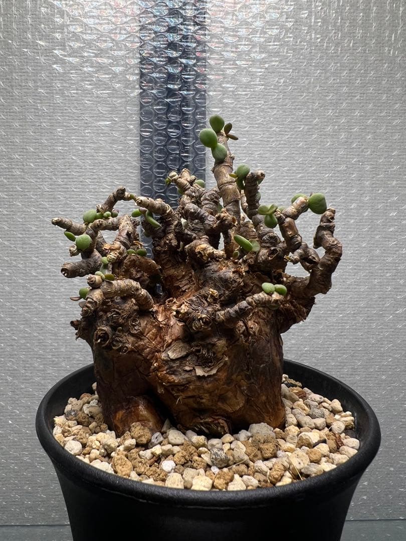 発根済　ケラリアピグマエア　ベアルート株　⑦