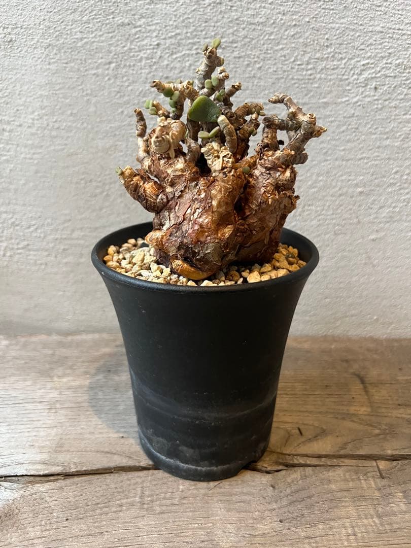 発根済　ケラリアピグマエア　ベアルート株　⑦