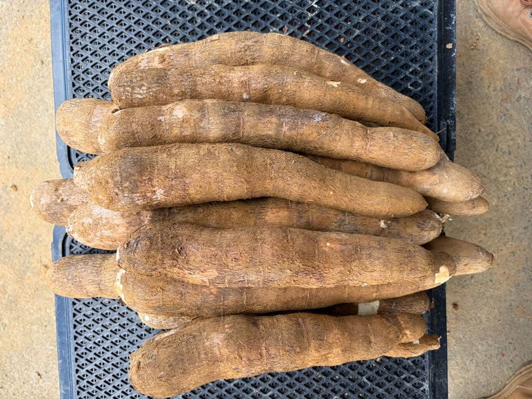 徳之島産キャッサバ生芋イエロー15キロいり