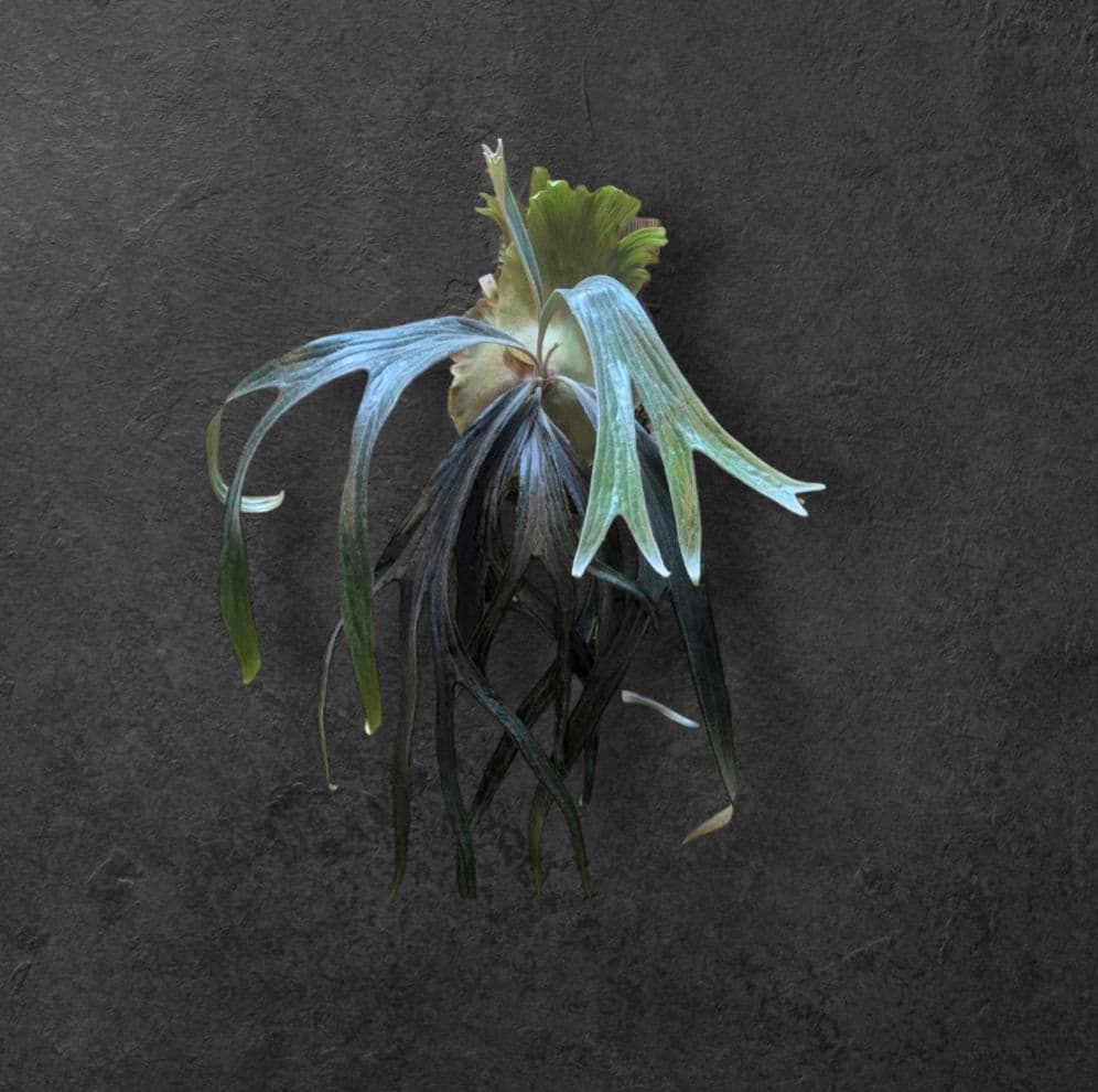 【1株限定出品】P.Mt.Lewis oc/ビカクシダ