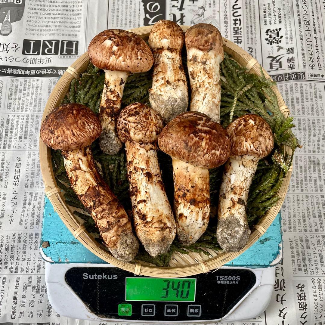 天然きのこ 松茸 国産 良品‼️ マツタケ まつたけ 森の凛さん採取 その199