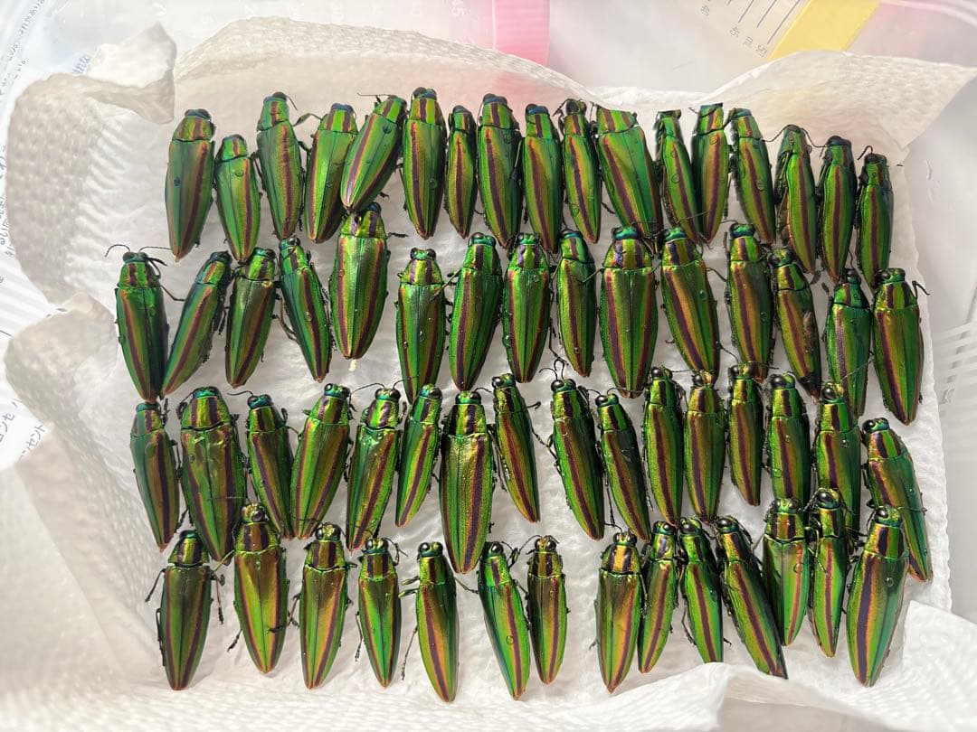 b*a様 緑色の昆虫標本 約50匹 ヤマトタマムシ 装飾 標本