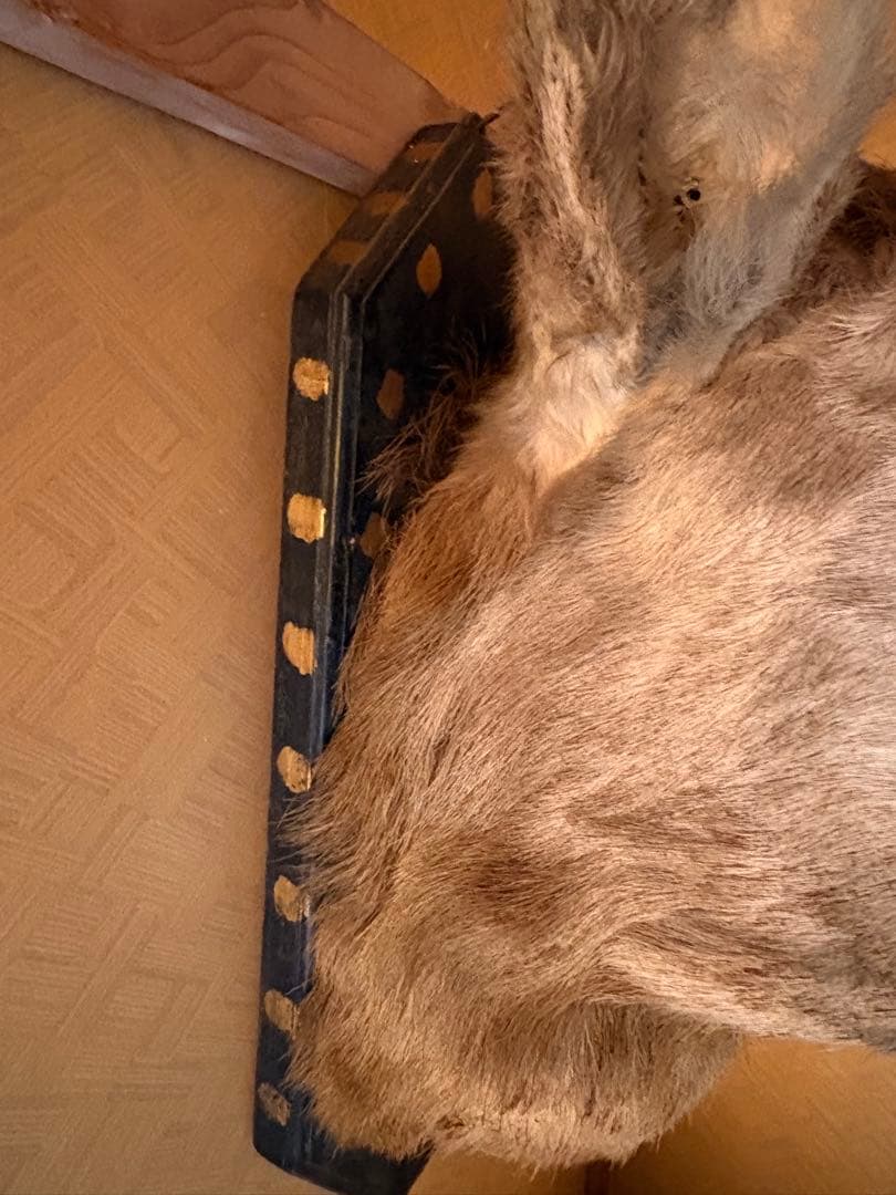 エゾシカ ハンティングトロフィー 剥製