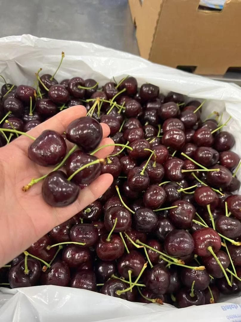 NZ産空輸生鮮桜桃1箱約2.0ｋｇ　チェリー、さくらんぼ