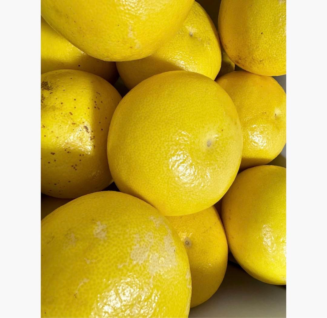 ⑮高知特産 露地栽培 土佐文旦 4L限定 文旦 約20kg 大玉 サイズ