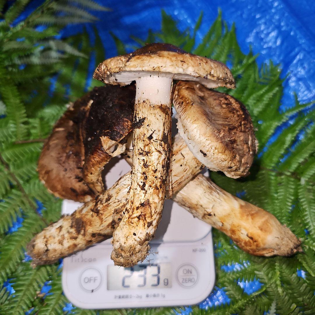 広島県産 松茸 233g