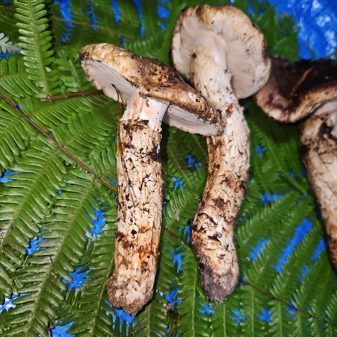 広島県産 松茸 233g