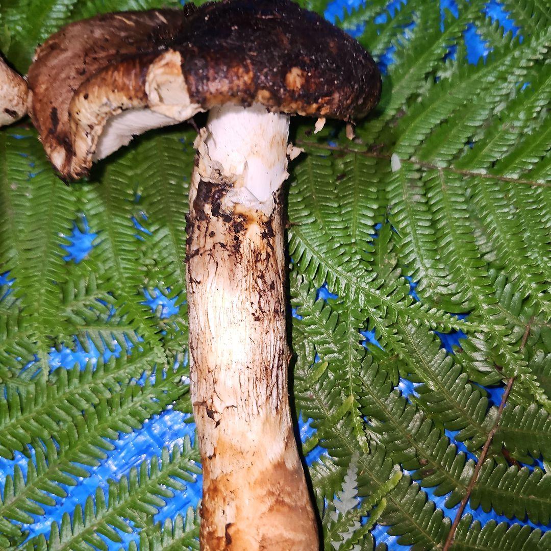 広島県産 松茸 233g