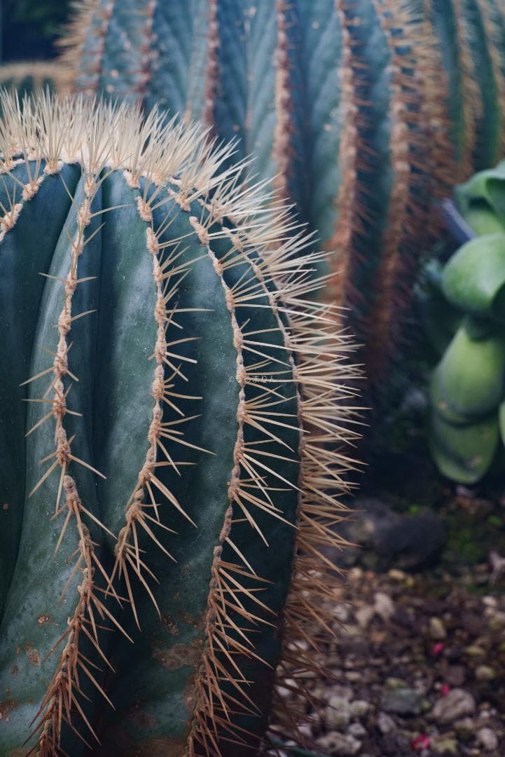 格安出品！名玉の現行型！Leica Summicron 50mm F2 4th