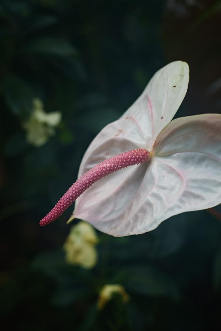 格安出品！名玉の現行型！Leica Summicron 50mm F2 4th