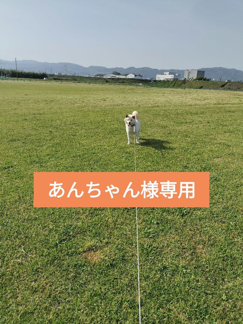 あんちゃん　てんたかく