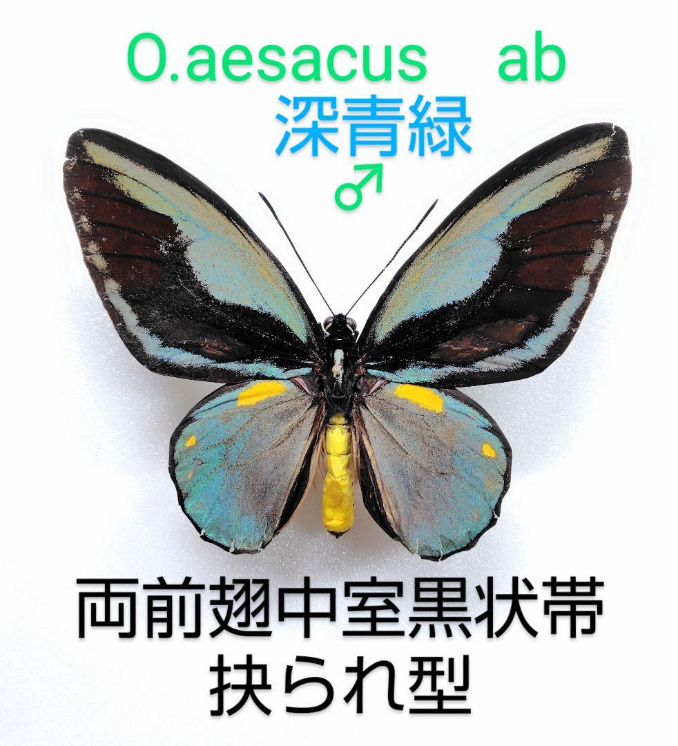 異常型☆オビトリバネアゲハ♂標本★前翅中室黒状帯抉られ型★深緑色
