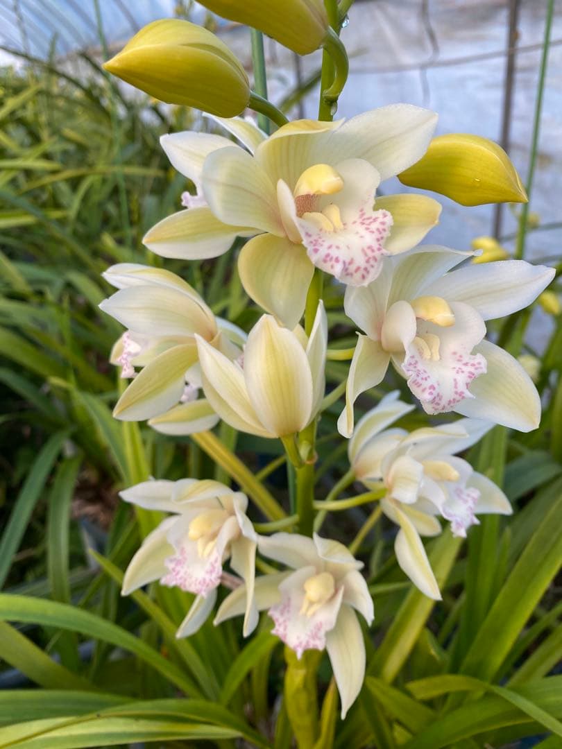 シンビジューム、スプレーストック