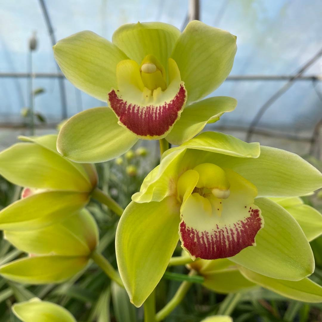 シンビジューム、スプレーストック