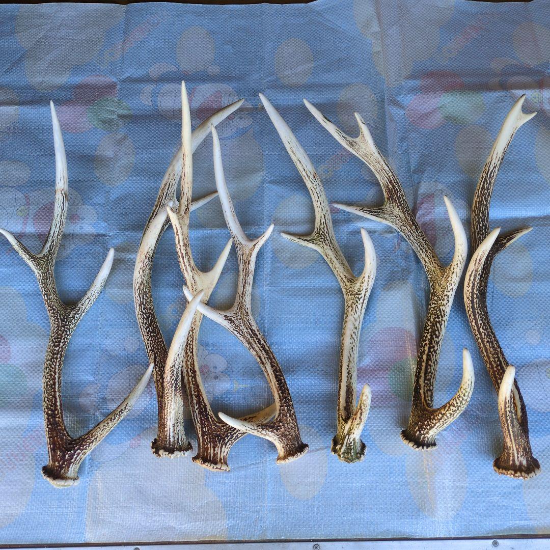 鹿の角 20本セット