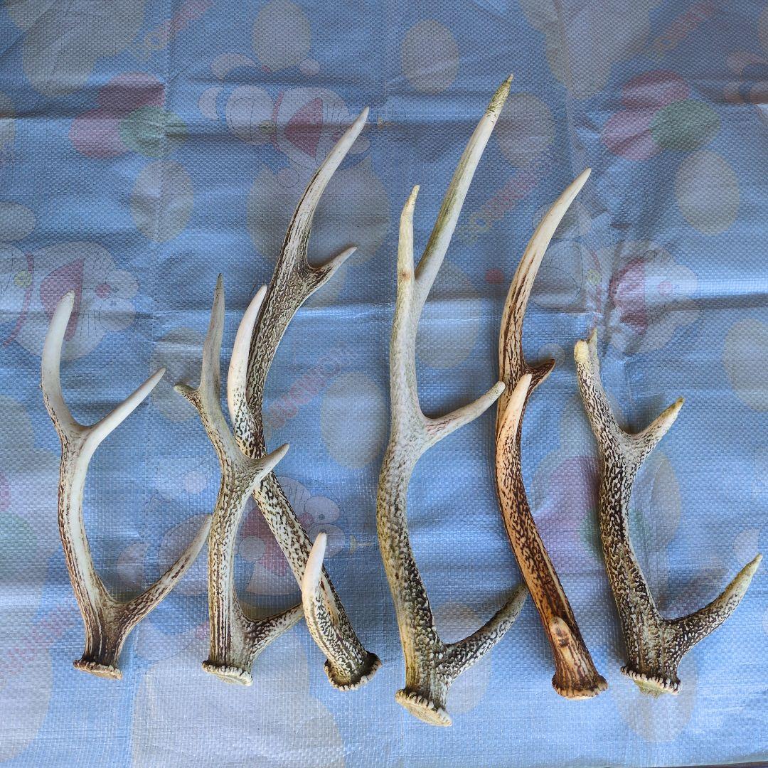 鹿の角 20本セット