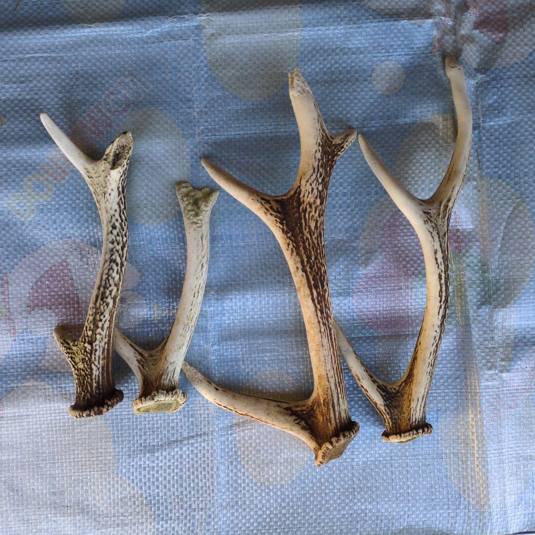 鹿の角 20本セット