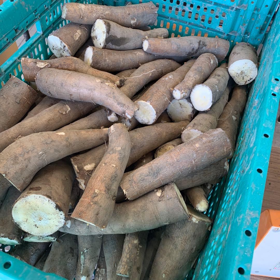 商品説明欄必読【訳アリ品SALE！】キャッサバ芋 20kg