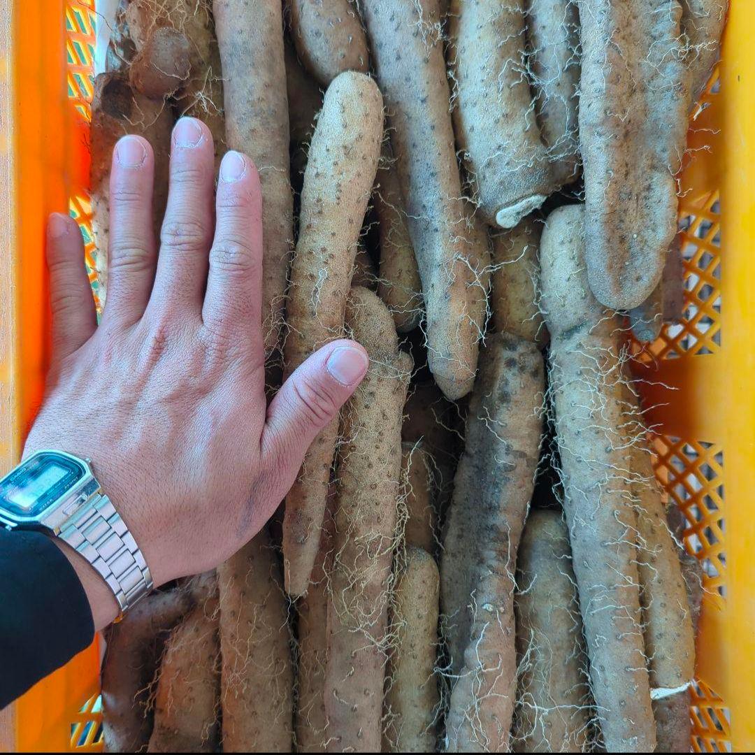 【濃厚な甘み！】ねばりっこ 20kg (規格外) ＋ むかご200g