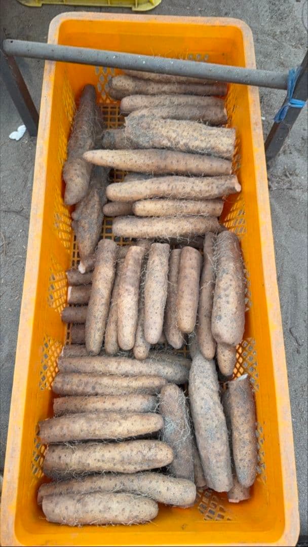 【濃厚な甘み！】ねばりっこ 20kg (規格外) ＋ むかご200g