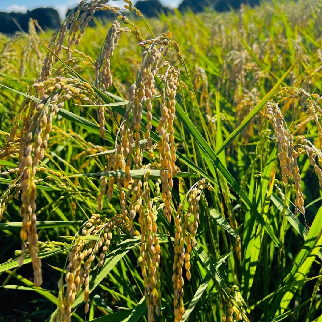 【農家直送】令和7年　宮城県栗原市産 ひとめぼれ 玄米20kg 環境保全米