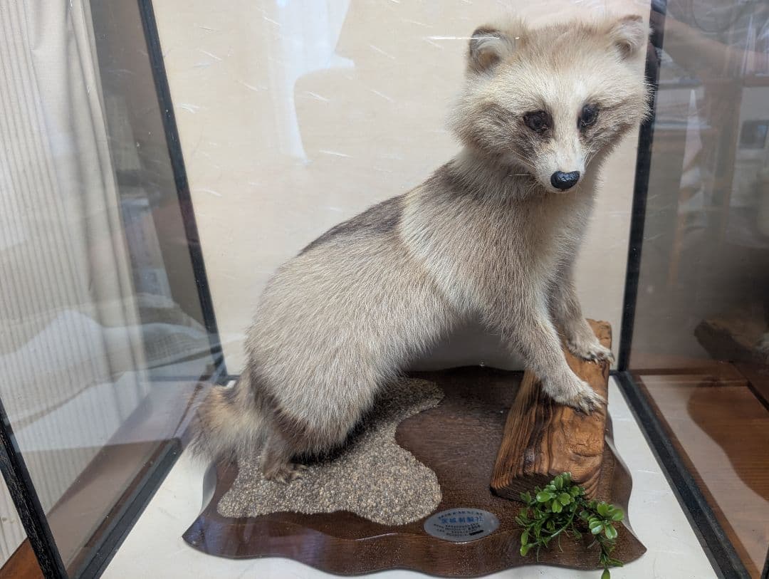 タヌキ 剥製 木製台座付き