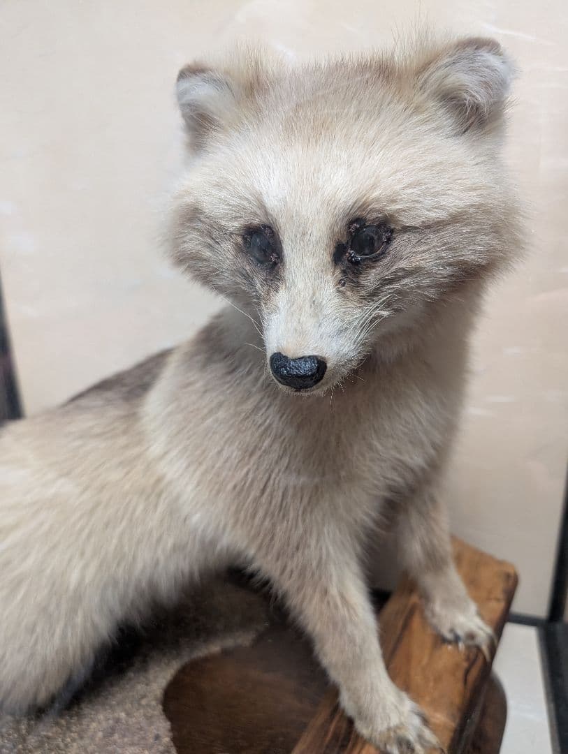 タヌキ 剥製 木製台座付き