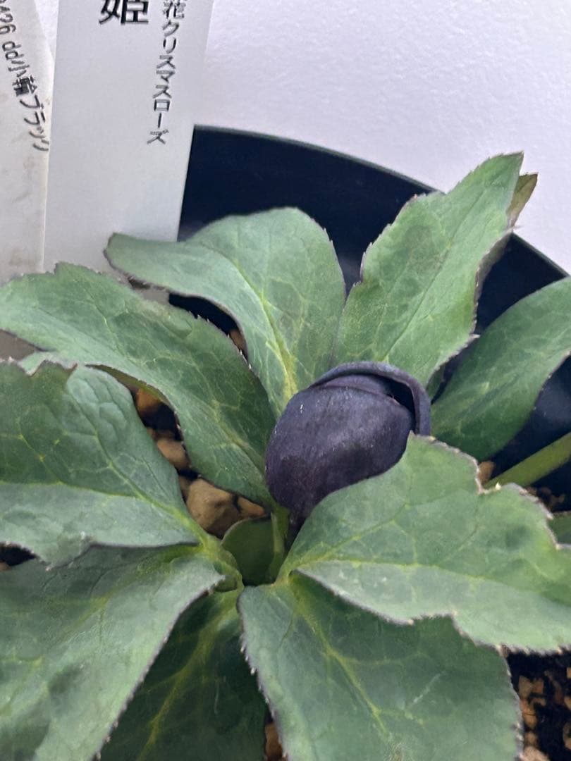 し*ら様 黒影交配　認定美黒姫　小輪ブラック　クリスマスローズ