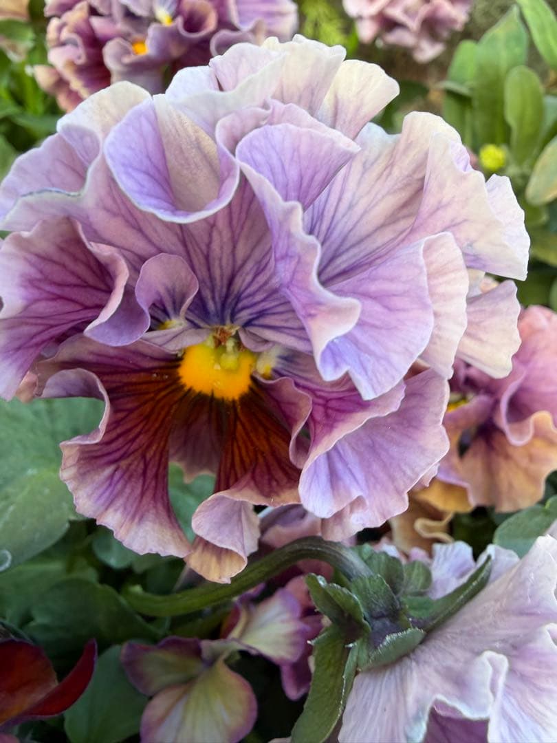 パコ様　５点　おまとめ中　アントワネット　ブルーベリークリーム