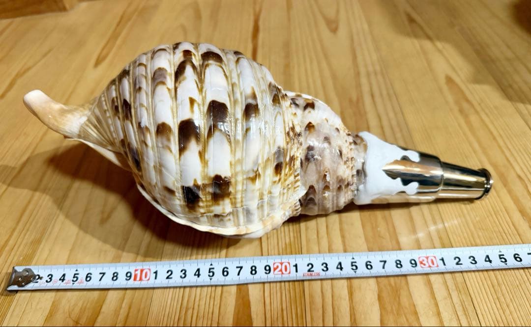 修験道法螺貝36㎝　山伏　密教　熊よけ　魔除け❣️ホラガイ　ほら貝