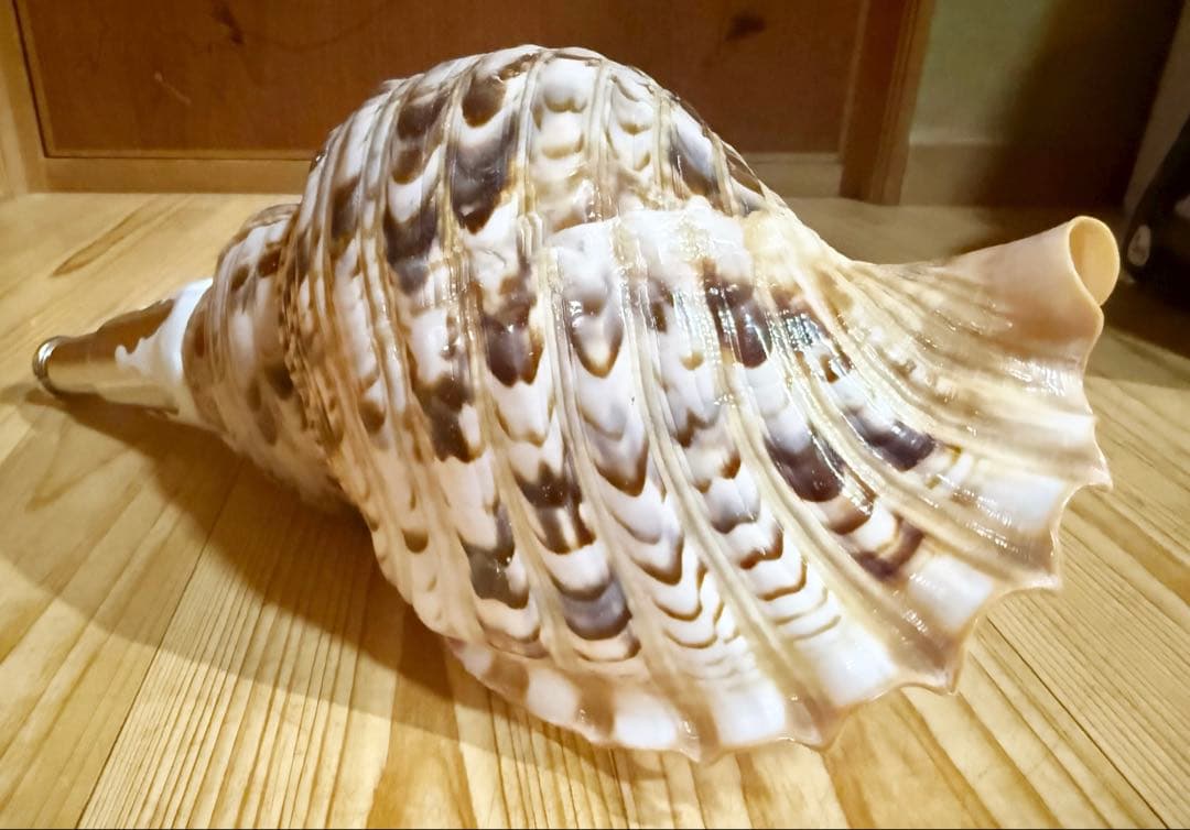 修験道法螺貝36㎝　山伏　密教　熊よけ　魔除け❣️ホラガイ　ほら貝