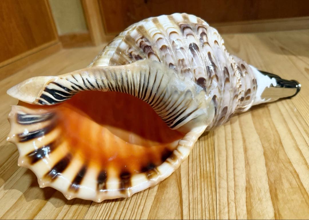 修験道法螺貝36㎝　山伏　密教　熊よけ　魔除け❣️ホラガイ　ほら貝