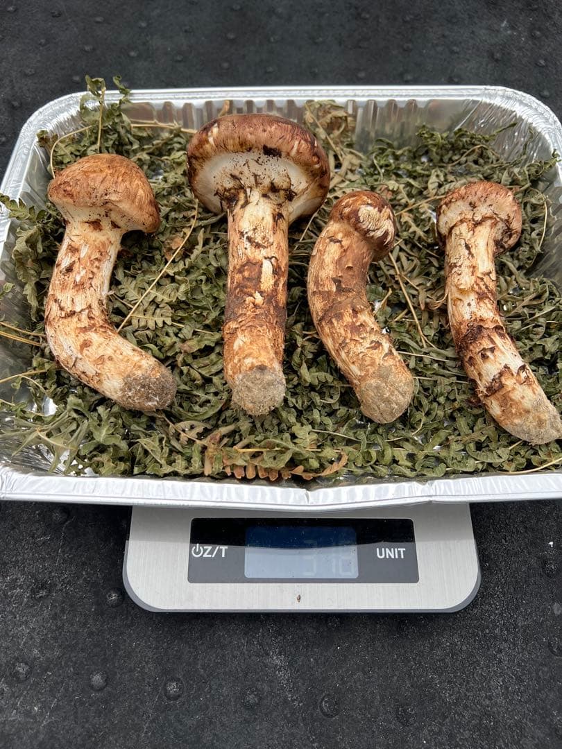 岩手県産 松茸 極上