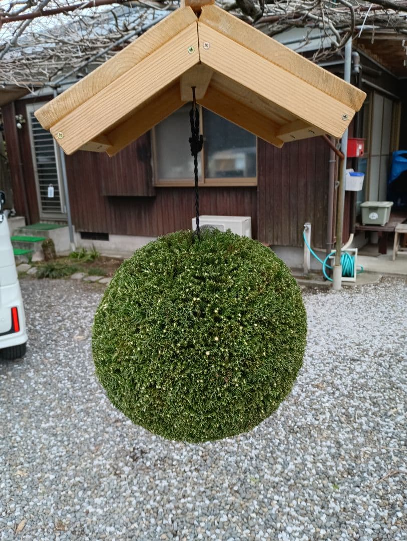 杉玉、屋根(白木作り）付き 約30cm