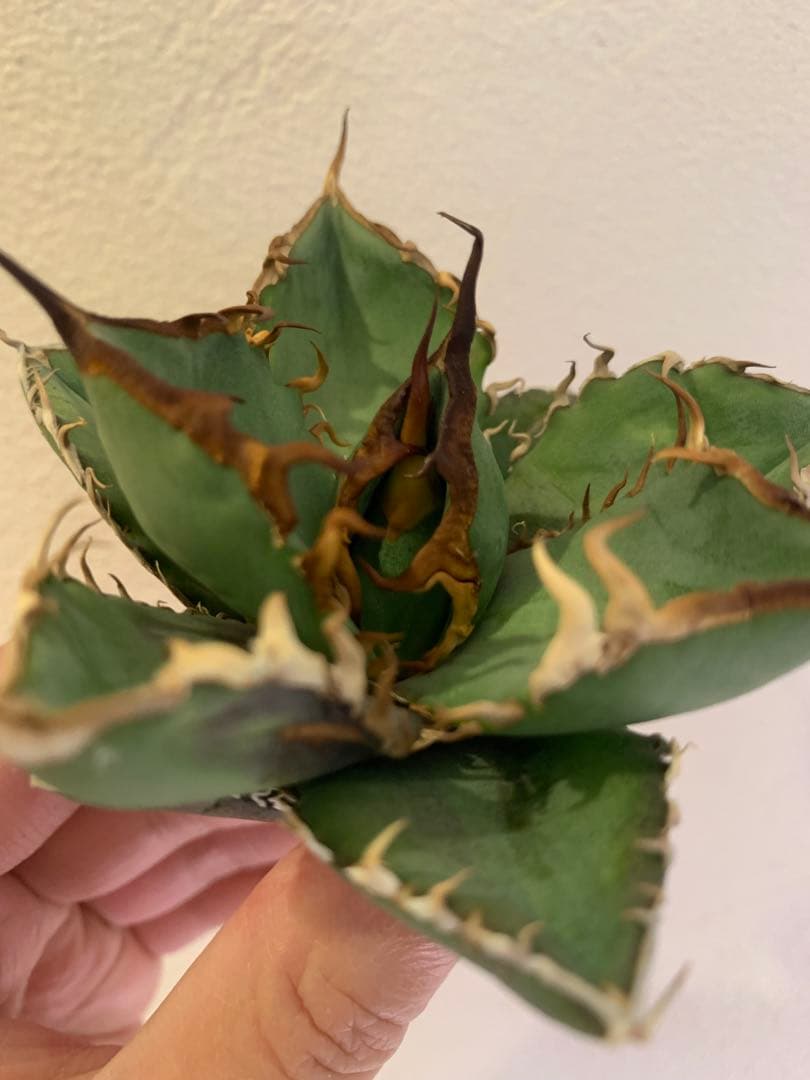 【goodtaniku】Gt実生＋2x(おまけ実生2点付き)