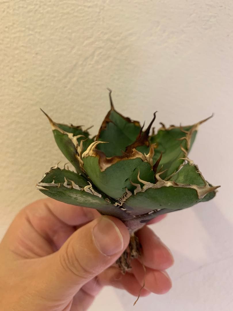 【goodtaniku】Gt実生＋2x(おまけ実生2点付き)