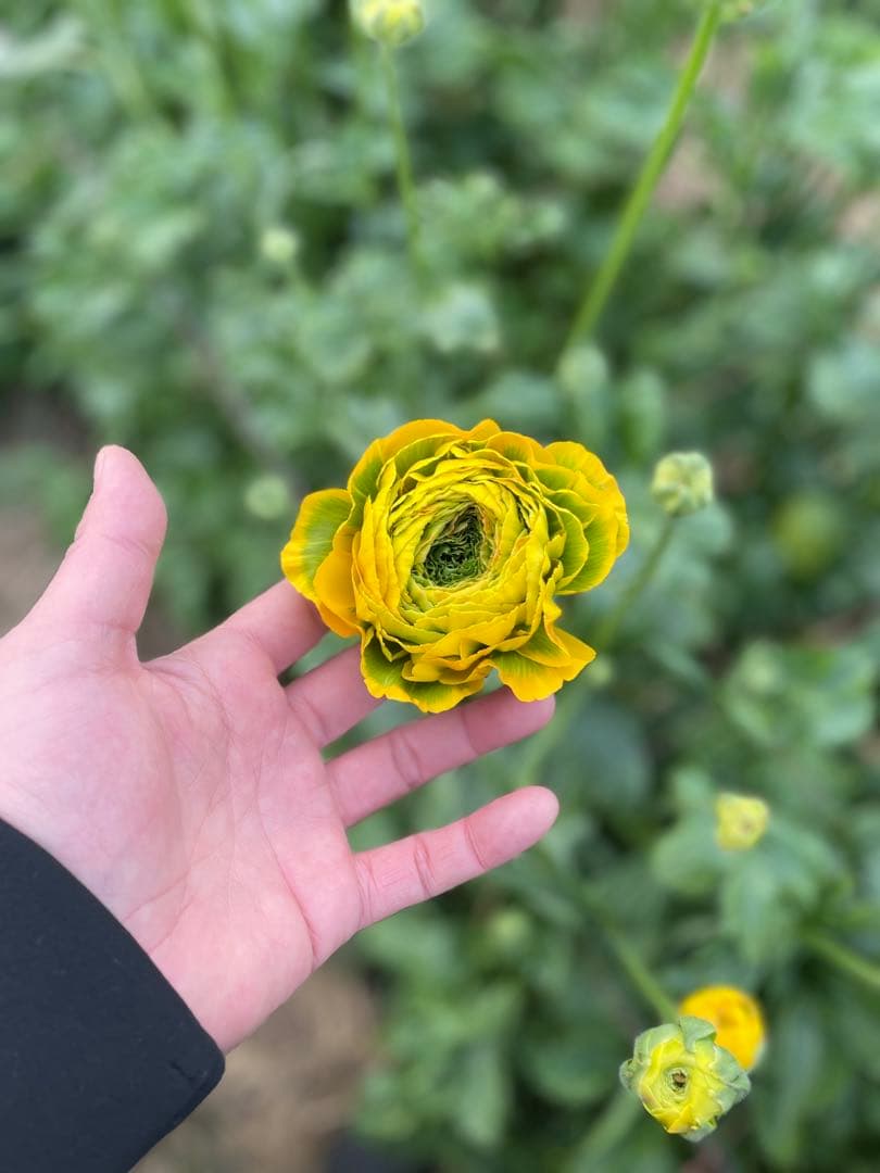 混同注文　スプレーバラクリスタルレッドandラナン