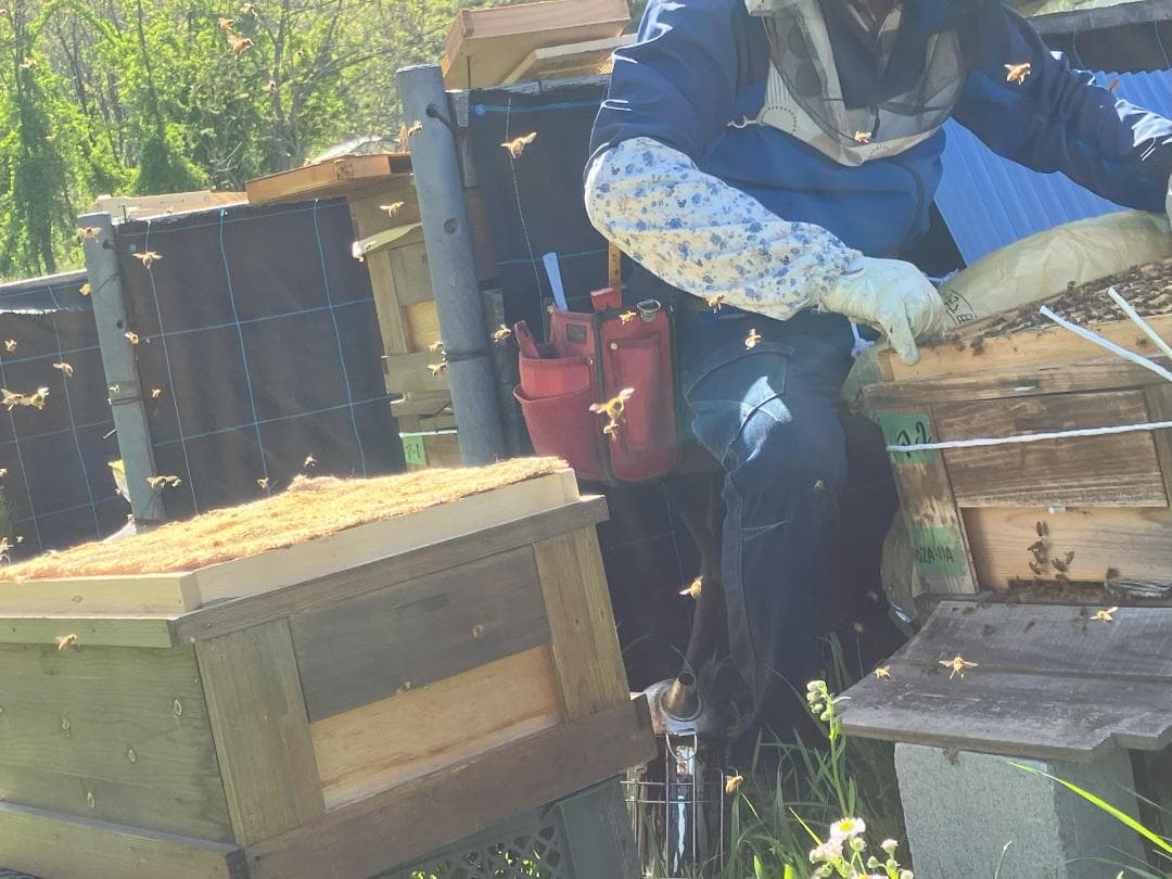 【再出】アカシア蜂蜜 1000g 2本 長野県産 国産蜂蜜 生蜂蜜 西洋蜜蜂a