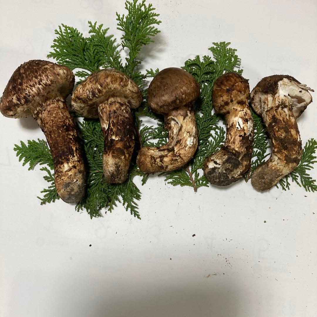 岩手県産　松茸　訳あり(370g)