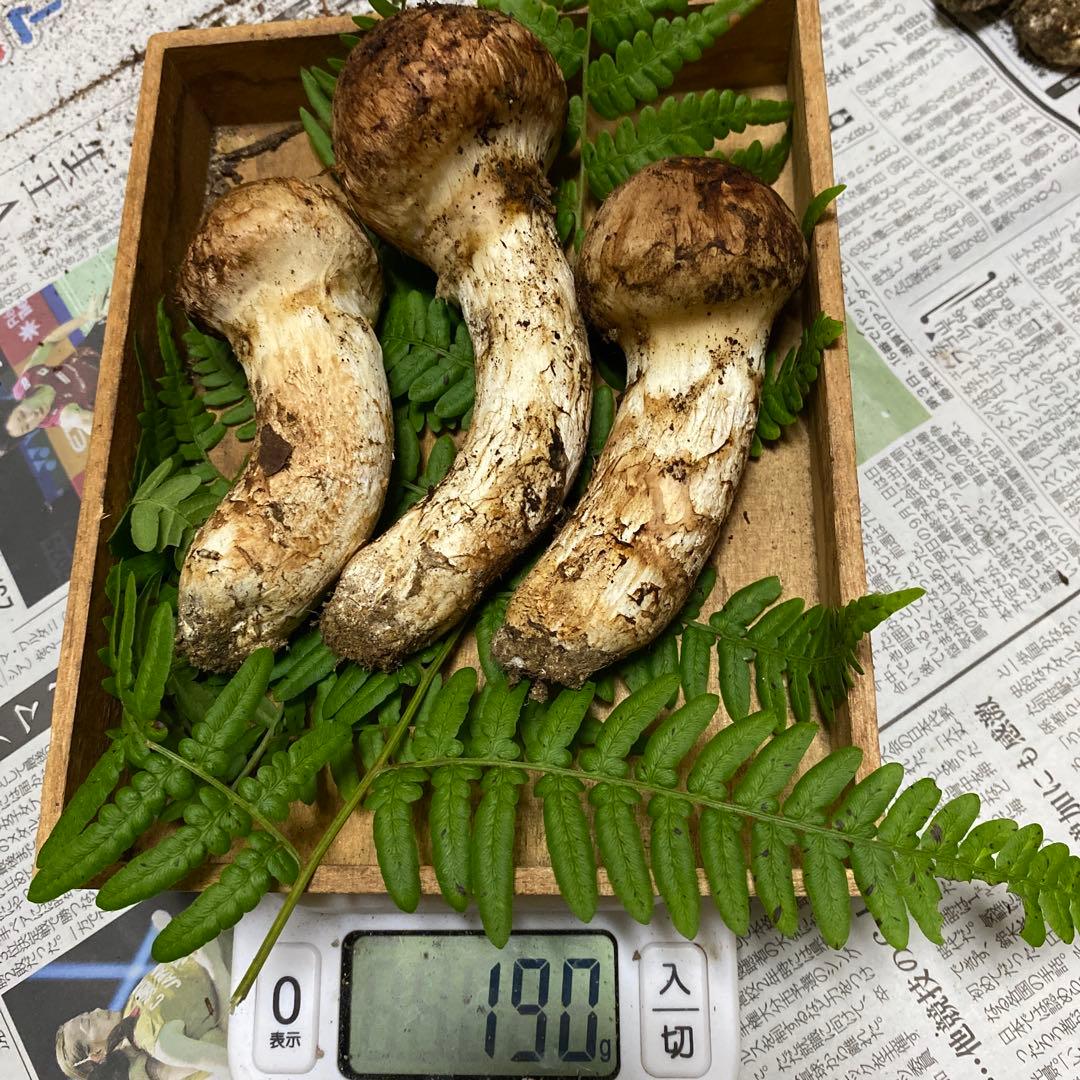 タカ＆ヨシ 南信州産　豊丘産　松茸　190g